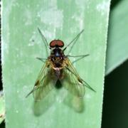 Chrysopilus cristatus (Fabricius, 1775) - Chrysopile doré (mâle)