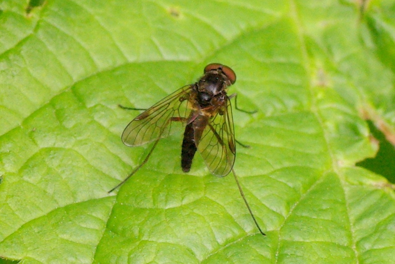 Chrysopilus cristatus (Fabricius, 1775) - Chrysopile doré (mâle)