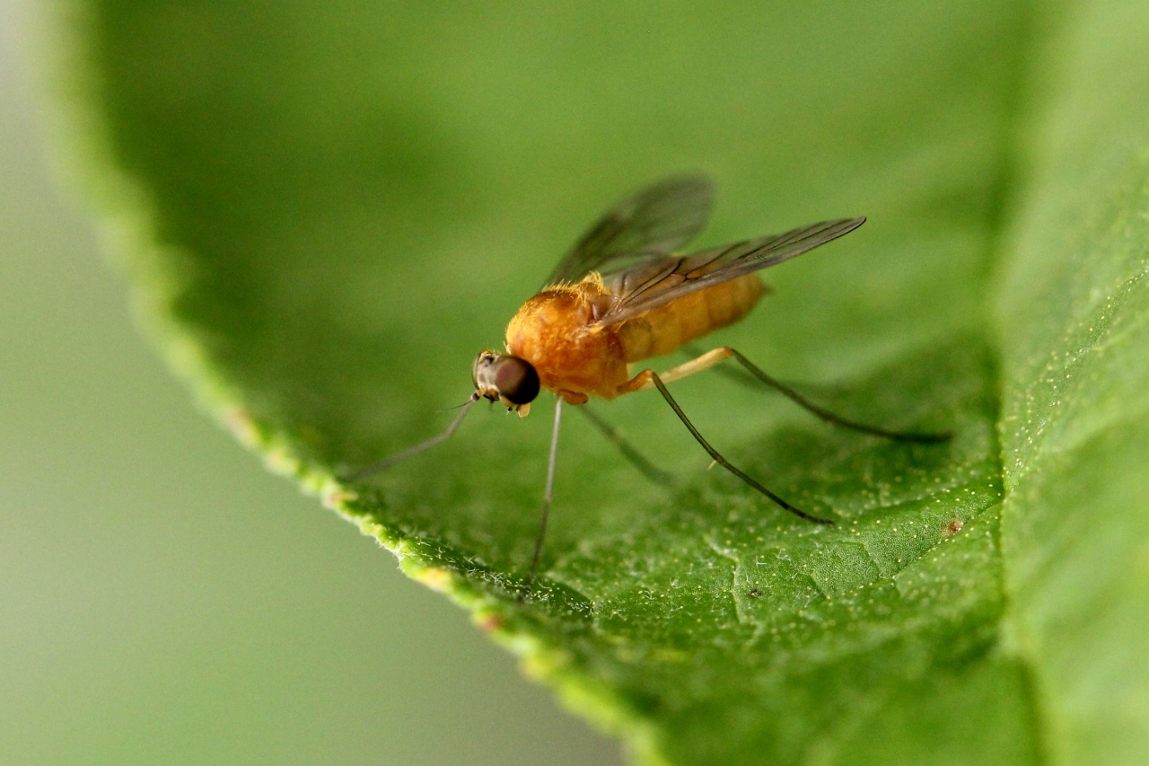 Chrysopilus laetus Zetterstedt, 1842