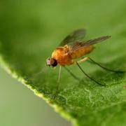 Chrysopilus laetus Zetterstedt, 1842