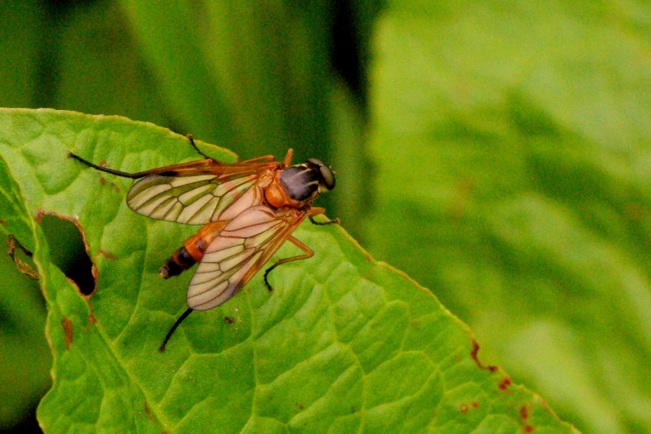 Rhagio immaculatus (Meigen, 1804)