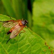 Rhagio immaculatus (Meigen, 1804)