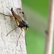 Rhagio scolopaceus (Linnaeus, 1758) (mâle)