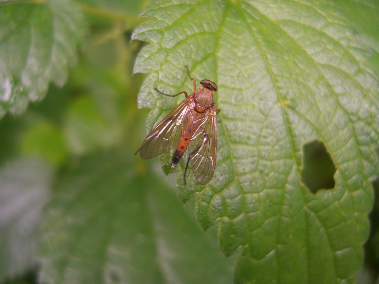 Rhagio tringarius (Linnaeus, 1758) (mâle)