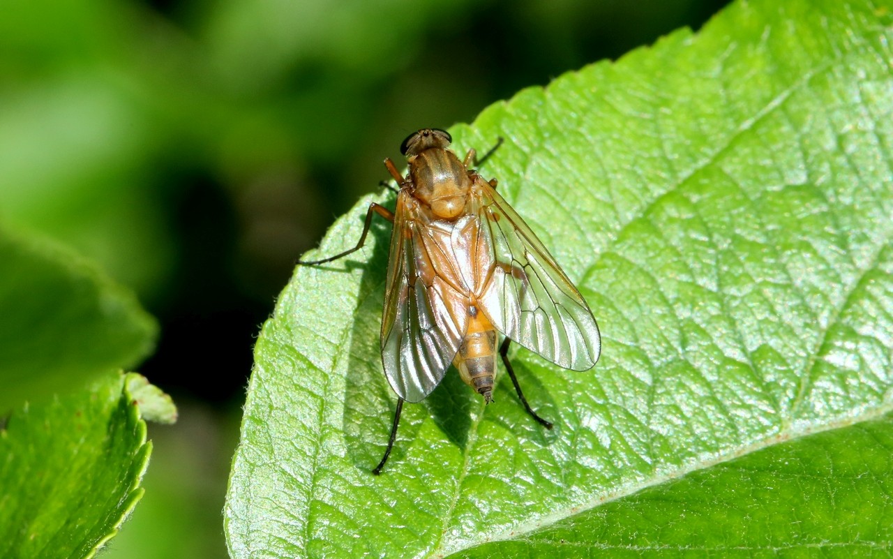 Rhagio tringarius (Linnaeus, 1758) (femelle)