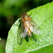 Rhagio tringarius (Linnaeus, 1758) (femelle)