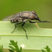 Stomorhina lunata (Fabricius, 1805) (femelle)