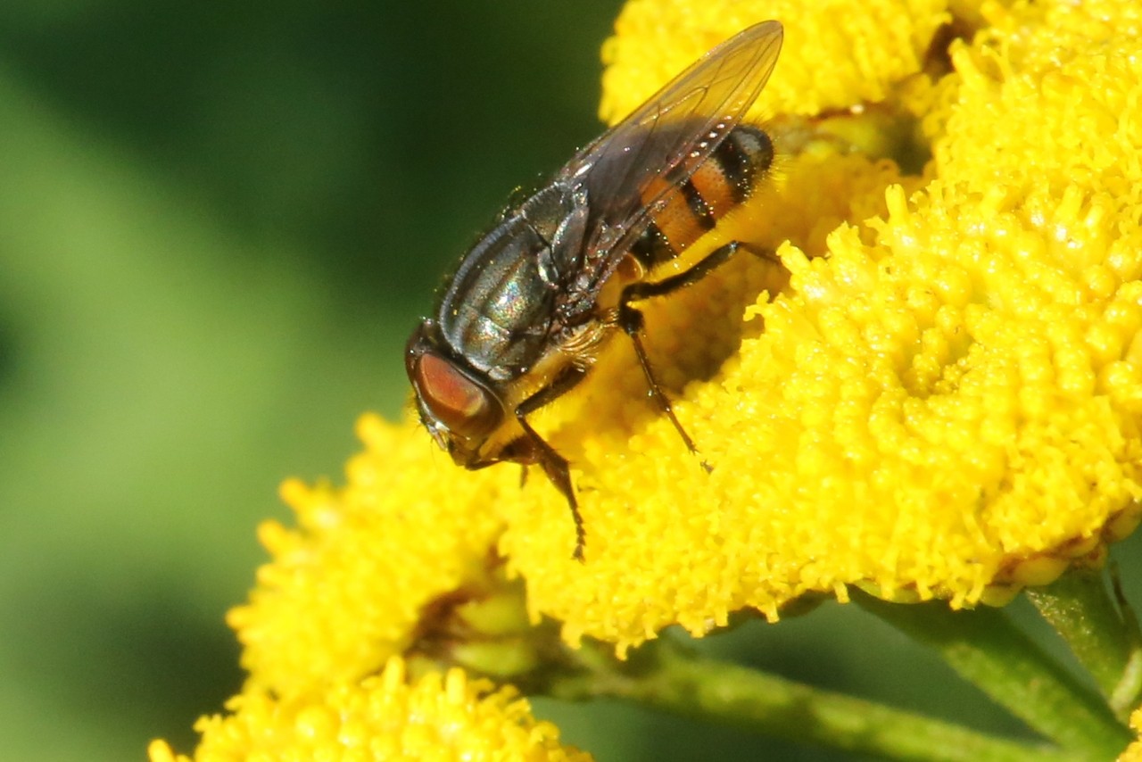 Stomorhina lunata (Fabricius, 1805) (mâle)