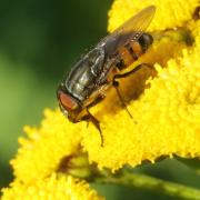 Stomorhina lunata (Fabricius, 1805) (mâle)