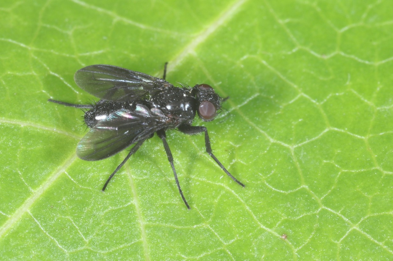 Melanophora roralis (Linnaeus, 1758) (mâle)