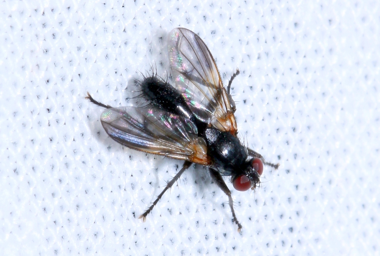 Paykullia maculata (Fallén, 1815)