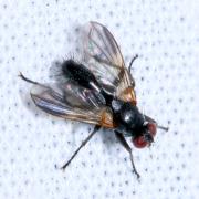 Paykullia maculata (Fallén, 1815)