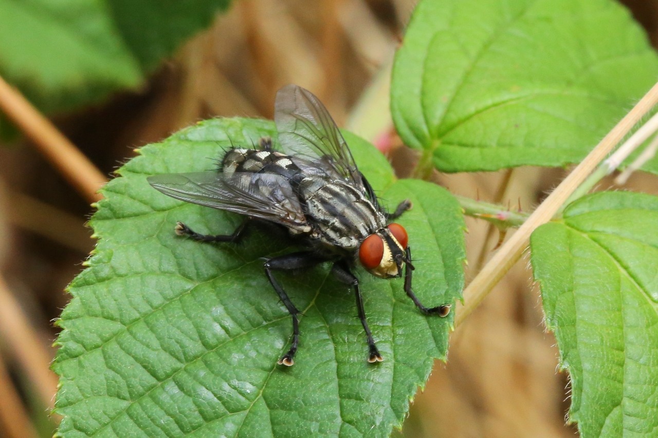 Sarcophaga sp - Mouche à damiers