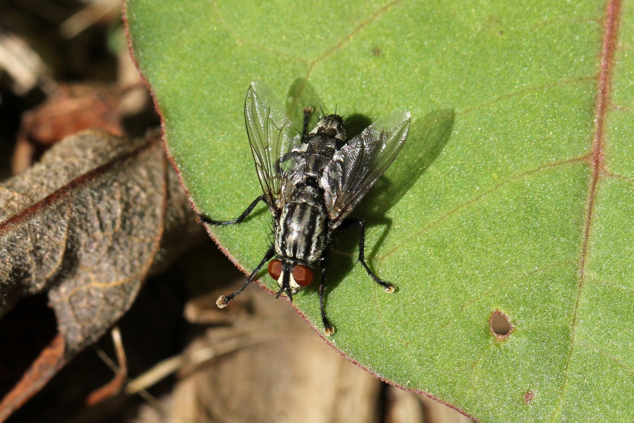 Sarcophaga sp - Mouche à damiers