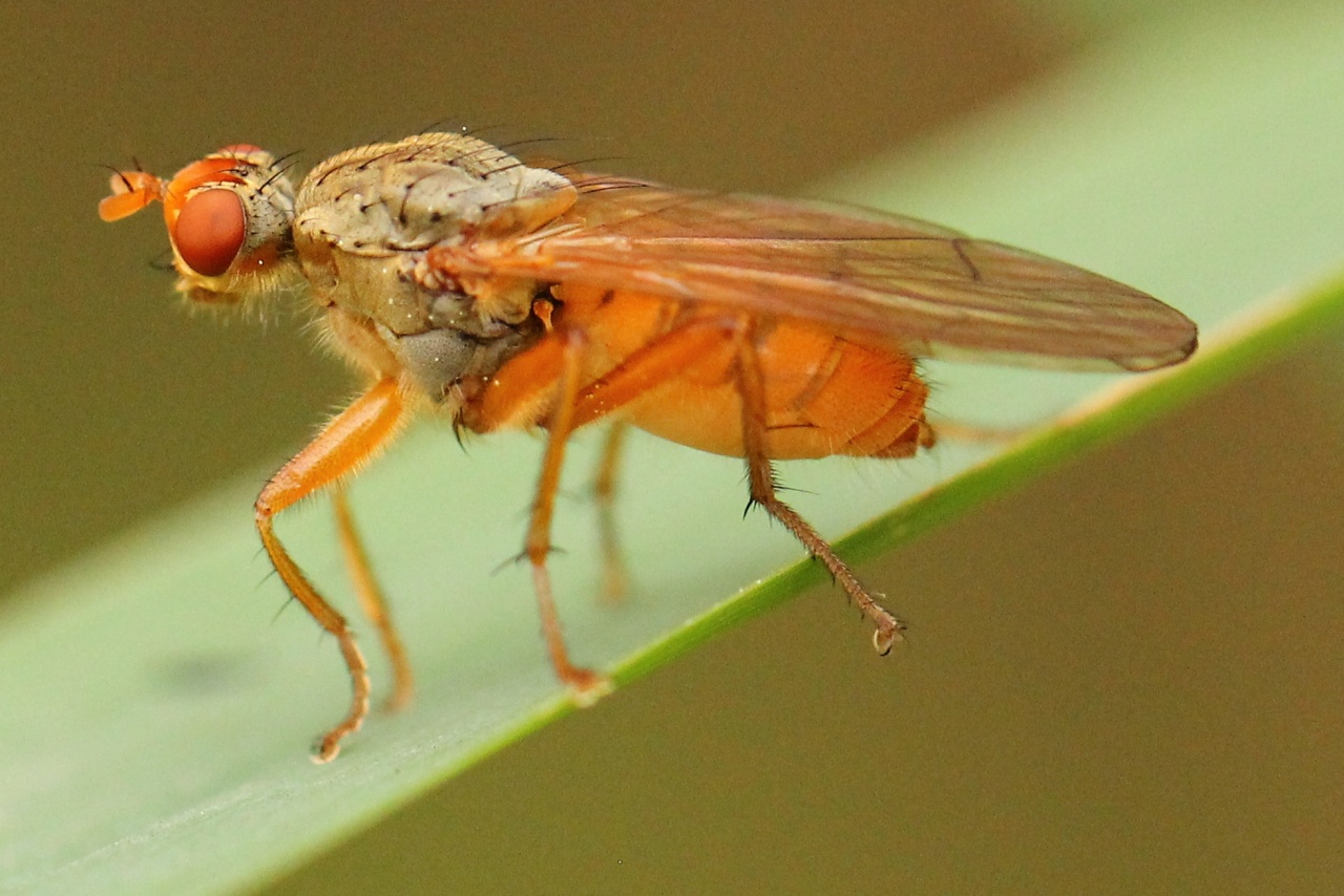 Scathophaga inquinata Meigen, 1826