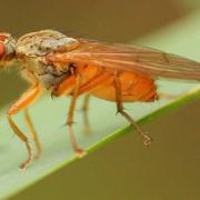 Scathophaga inquinata Meigen, 1826