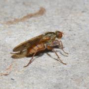 Scathophaga lutaria (Fabricius, 1794)