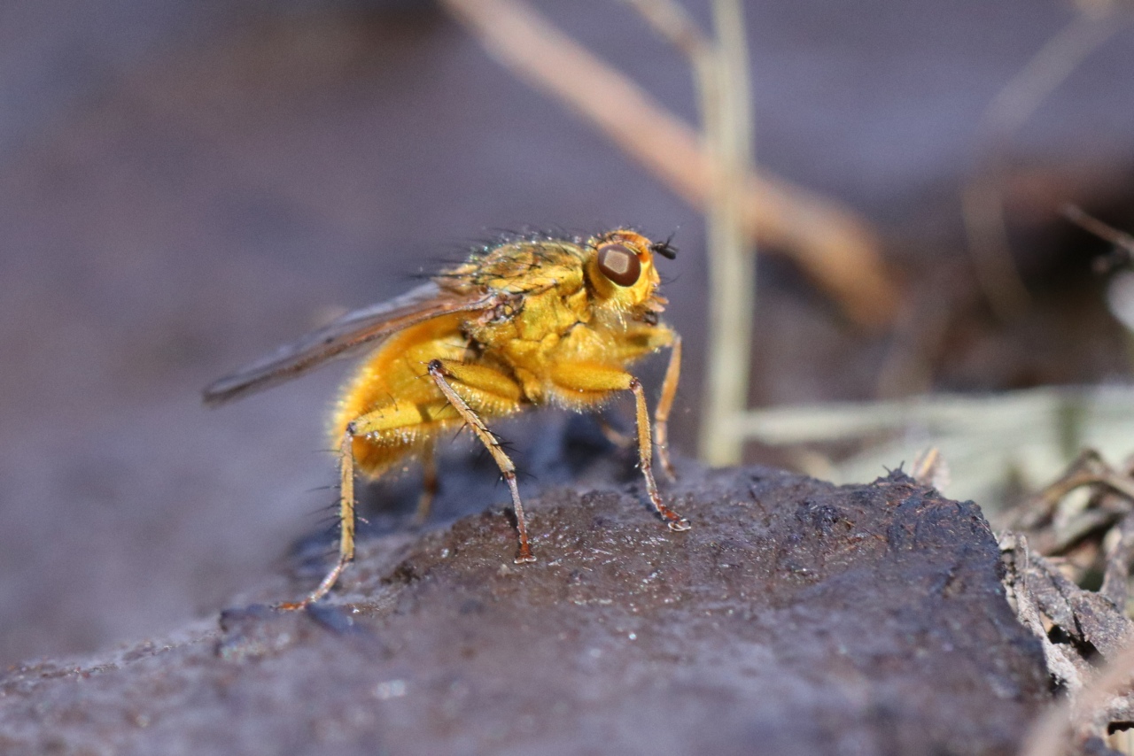 Scathophaga stercoraria (Linnaeus, 1758) - Scathophage du fumier, Mouche à merde (mâle)