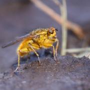 Scathophaga stercoraria (Linnaeus, 1758) - Scathophage du fumier, Mouche à merde (mâle)