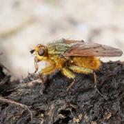 Scathophaga stercoraria (Linnaeus, 1758) - Scathophage du fumier, Mouche à merde (mâle)