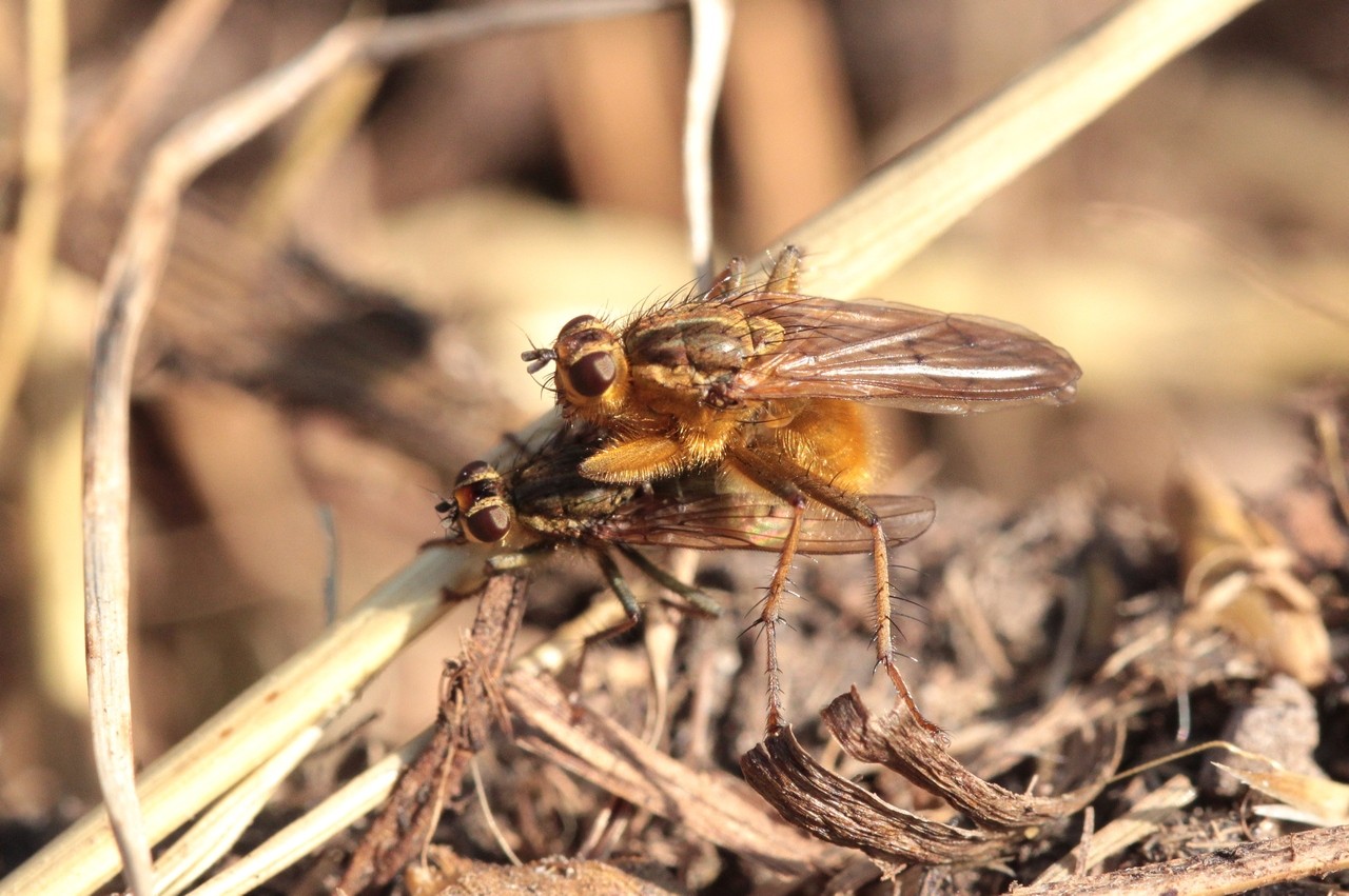 Scathophaga stercoraria (Linnaeus, 1758) - Scathophage du fumier, Mouche à merde 