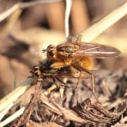 Scathophaga stercoraria (Linnaeus, 1758) - Scathophage du fumier, Mouche à merde 