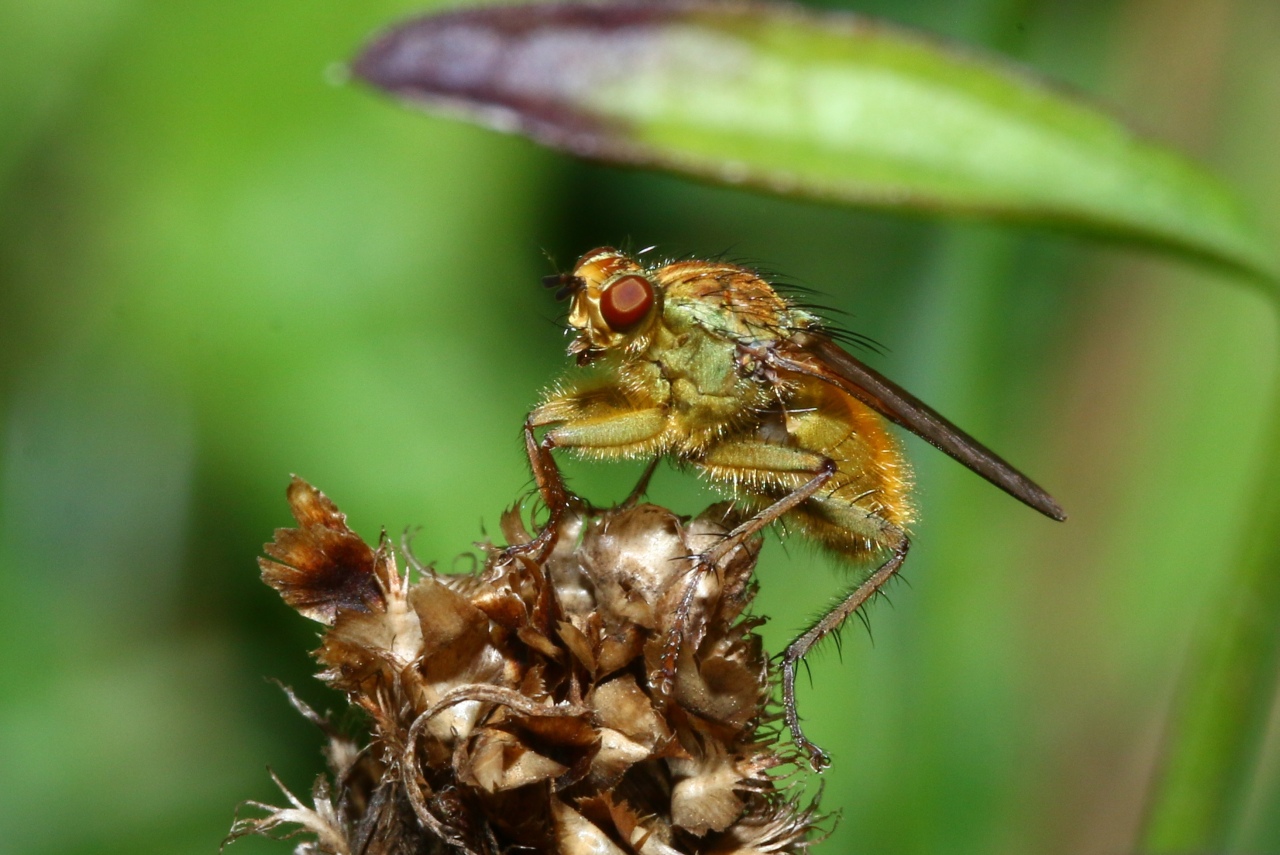 Scathophaga stercoraria (Linnaeus, 1758) - Scathophage du fumier, Mouche à merde (mâle)