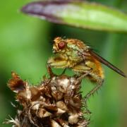 Scathophaga stercoraria (Linnaeus, 1758) - Scathophage du fumier, Mouche à merde (mâle)