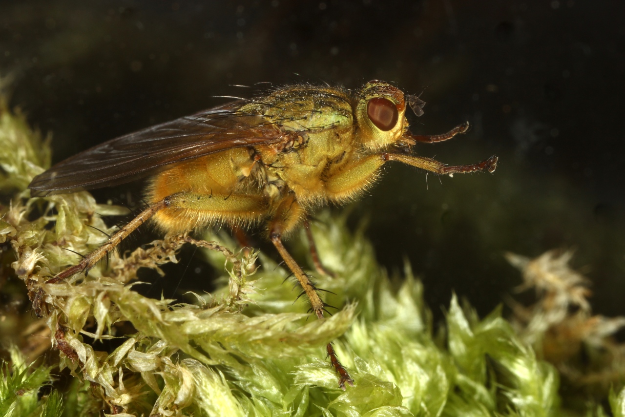 Scathophaga stercoraria (Linnaeus, 1758) - Scathophage du fumier, Mouche à merde (mâle)