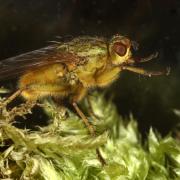 Scathophaga stercoraria (Linnaeus, 1758) - Scathophage du fumier, Mouche à merde (mâle)