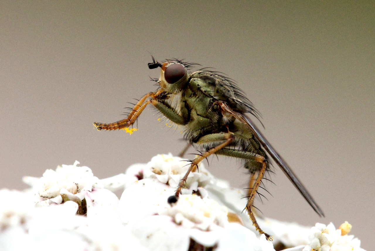 Scathophaga stercoraria (Linnaeus, 1758) - Scathophage du fumier, Mouche à merde (femelle)