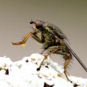 Scathophaga stercoraria (Linnaeus, 1758) - Scathophage du fumier, Mouche à merde (femelle)