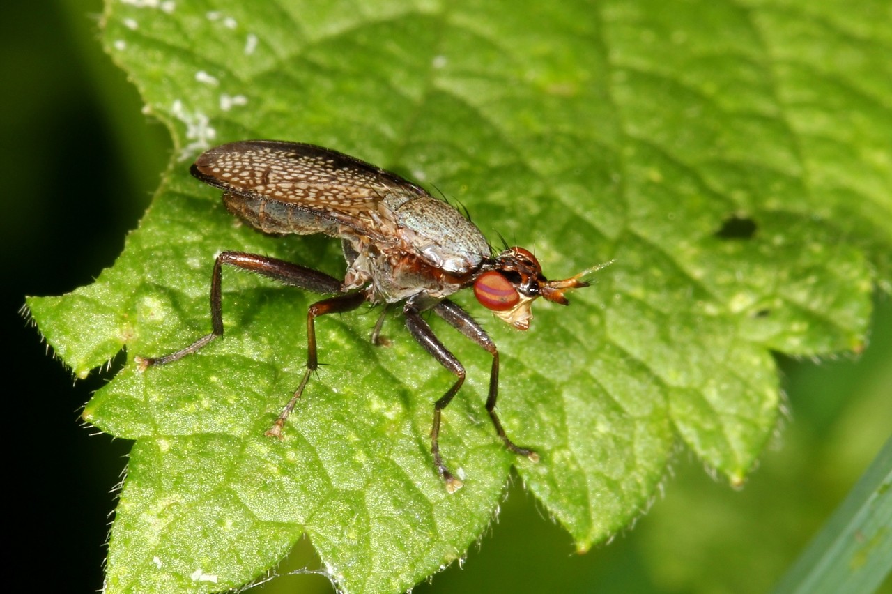 Coremacera marginata (Fabricius, 1775) - Corémacère marginée