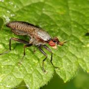 Coremacera marginata (Fabricius, 1775) - Corémacère marginée