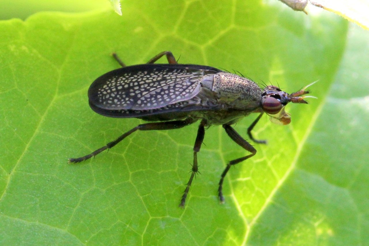 Coremacera marginata (Fabricius, 1775) - Corémacère marginée