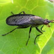 Coremacera marginata (Fabricius, 1775) - Corémacère marginée