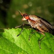 Coremacera marginata (Fabricius, 1775) - Corémacère marginée