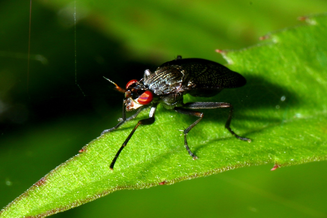 Coremacera marginata (Fabricius, 1775) - Corémacère marginée