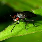 Coremacera marginata (Fabricius, 1775) - Corémacère marginée