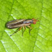 Limnia unguicornis (Scopoli, 1763)