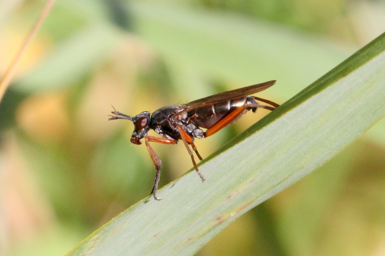 Sepedon sphegea (Fabricius, 1775) - Sépédon sphex