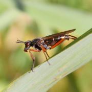 Sepedon sphegea (Fabricius, 1775) - Sépédon sphex