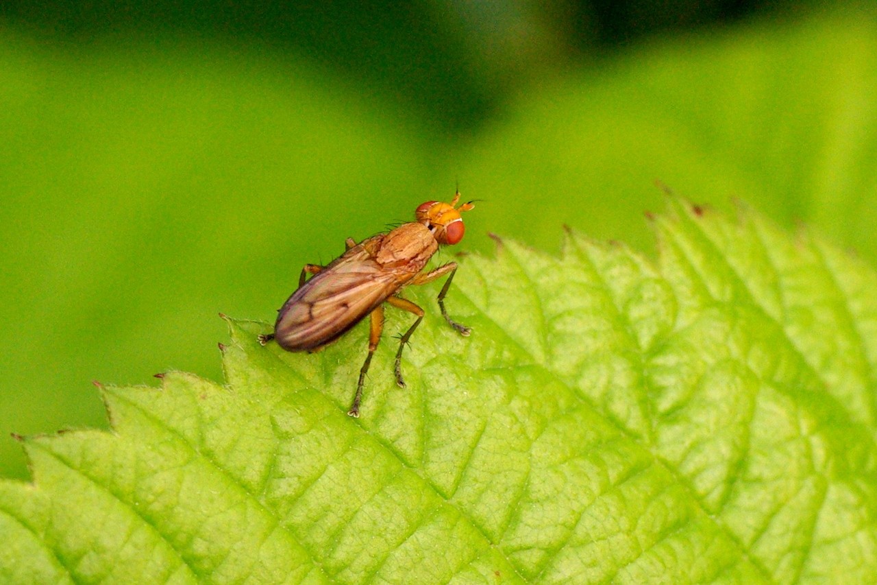 Tetanocera elata (Fabricius, 1781)