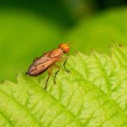 Tetanocera elata (Fabricius, 1781)