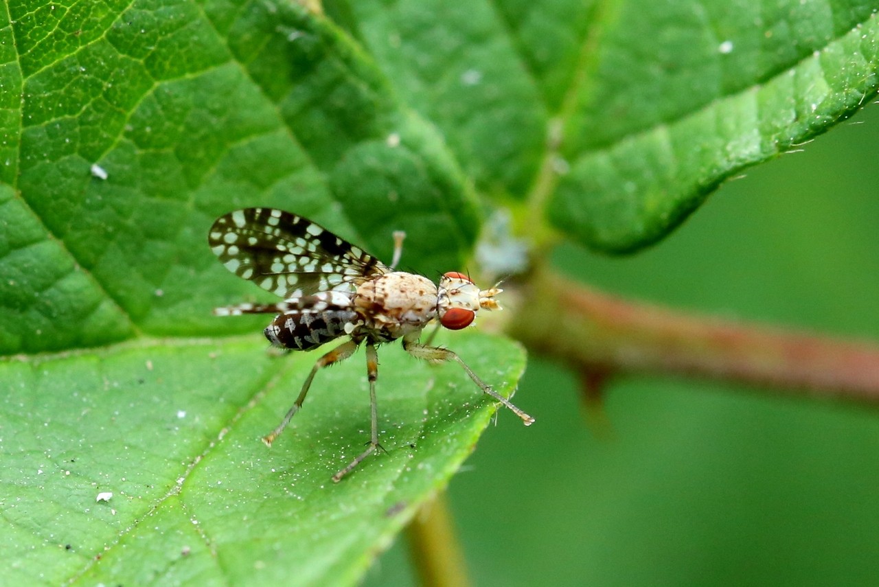 Trypetoptera punctulata (Scopoli, 1763) - Mouche ponctuée