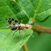 Trypetoptera punctulata (Scopoli, 1763) - Mouche ponctuée