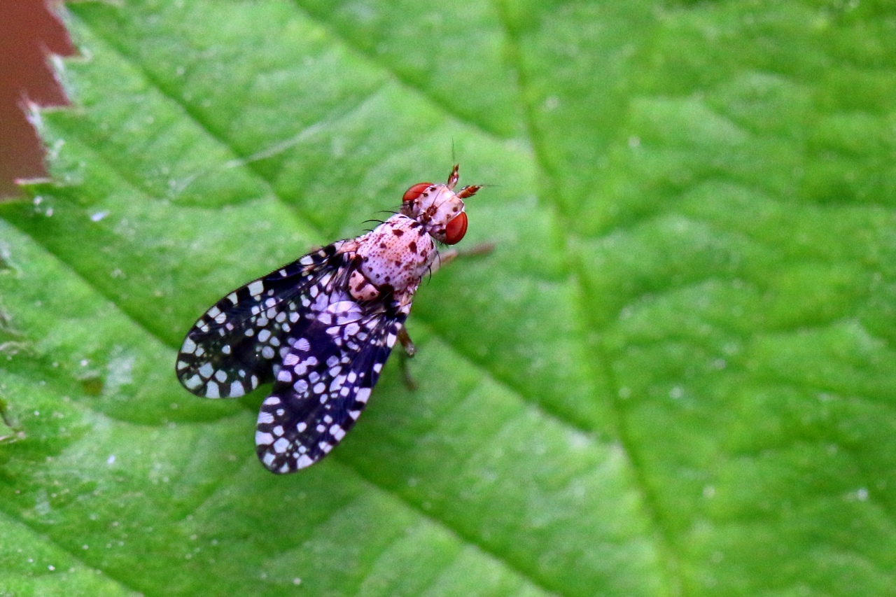 Trypetoptera punctulata (Scopoli, 1763) - Mouche ponctuée 