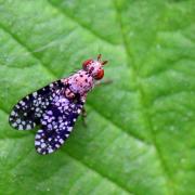 Trypetoptera punctulata (Scopoli, 1763) - Mouche ponctuée 