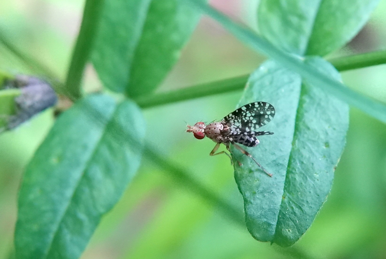 Trypetoptera punctulata (Scopoli, 1763) - Mouche ponctuée