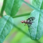 Trypetoptera punctulata (Scopoli, 1763) - Mouche ponctuée